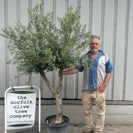 Vase shaped Olive tree