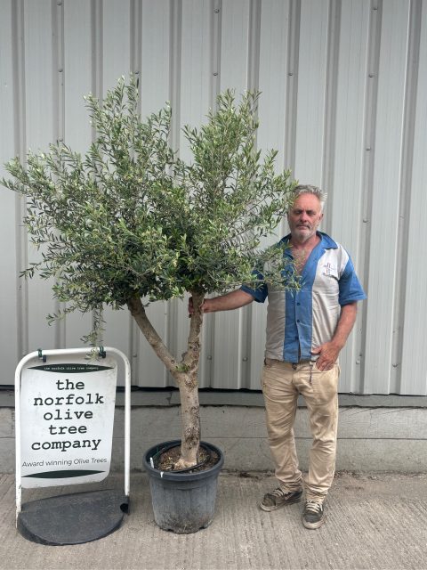 Vase shaped Olive tree