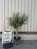 Vase shaped Olive tree