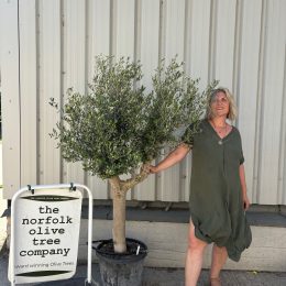 Vase shaped Olive tree