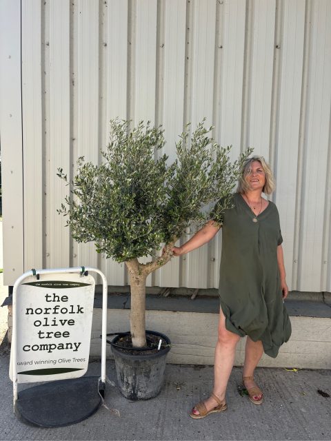 Vase shaped Olive tree
