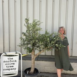 Vase shaped Olive tree