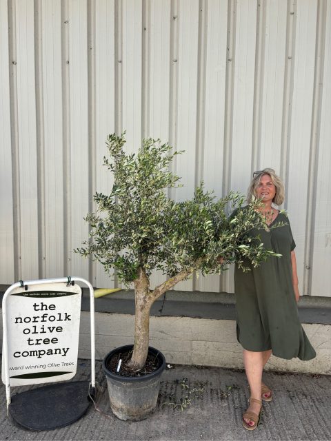 Vase shaped Olive tree