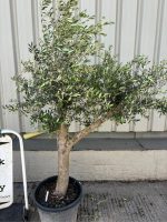 Vase shaped Olive tree