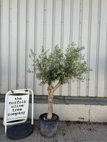 Vase shaped Olive tree