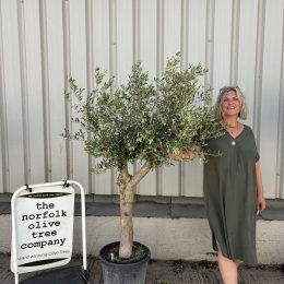 Vase shaped Olive tree delivery included