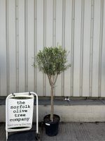Multi-stem Olive tree