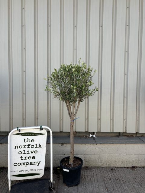 Multi-stem Olive tree