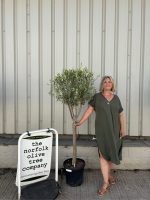 Multi-stem Olive tree