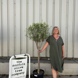 Multi-stem Olive tree