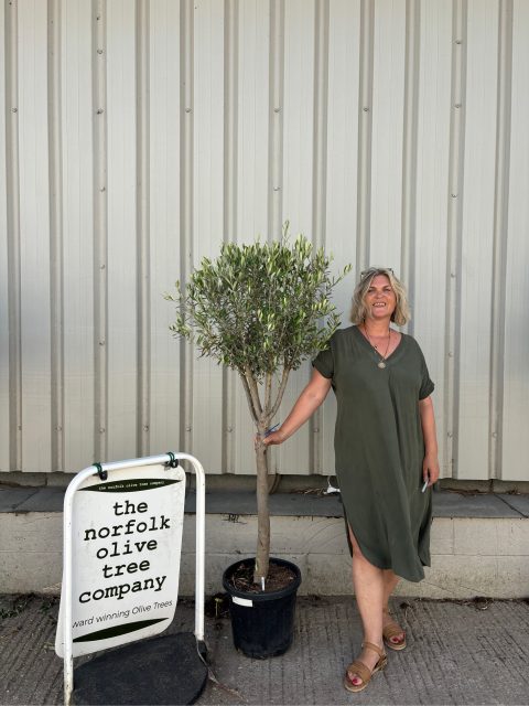 Multi-stem Olive tree