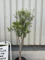 Multi-stem Olive tree