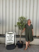 Multi-stem Olive tree