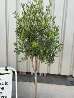Multi-stem Olive tree