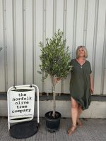 Multi-stem Olive tree