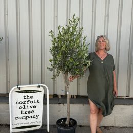 Multi-stem Olive tree