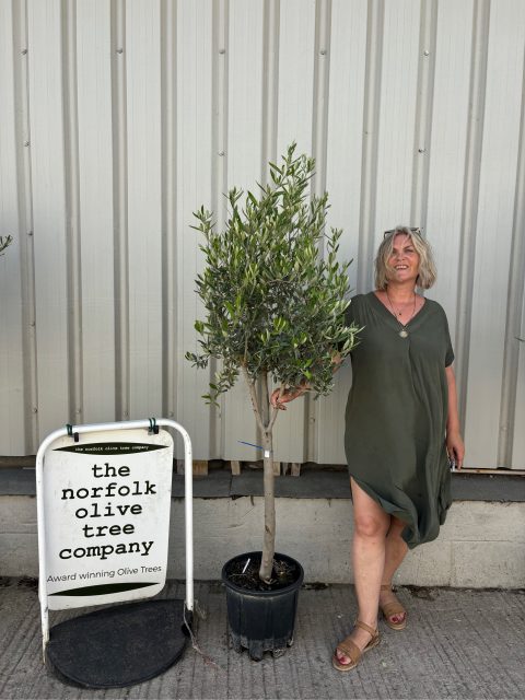 Multi-stem Olive tree