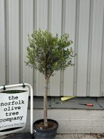 Multi-stem Olive tree