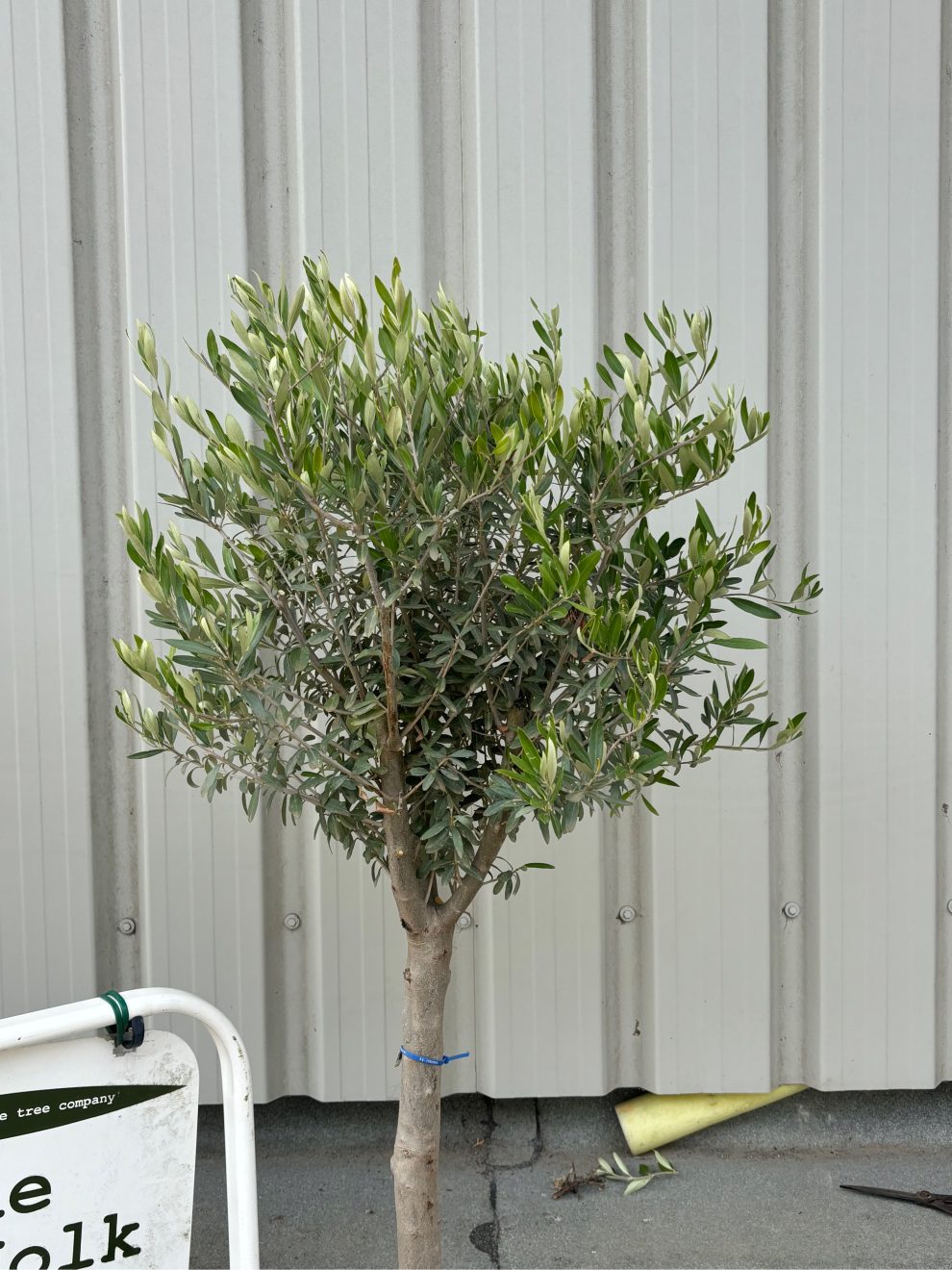 Omli Tree Multi-stem Olive tree. Delivery included. - The Norfolk Olive Tree Company
