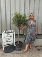 Multi-stem Olive tree