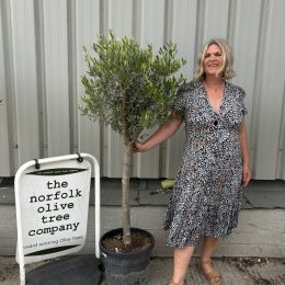 Multi-stem Olive tree