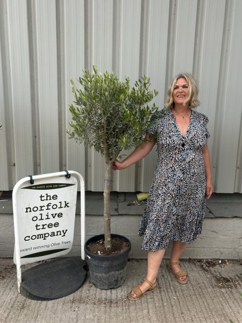 Multi-stem Olive tree