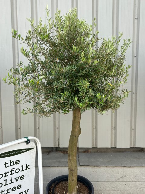 Mature Olive tree