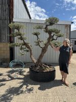 Niwaki cloud Olive tree