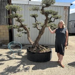 Niwaki cloud Olive tree