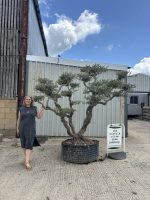 Niwaki cloud Olive tree