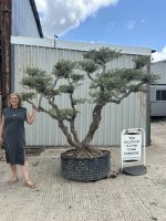 Niwaki cloud Olive tree