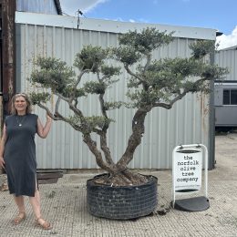 Niwaki cloud Olive tree