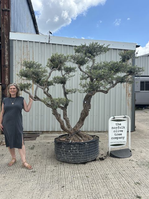 Niwaki cloud Olive tree