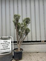 Multi-stem Olive tree