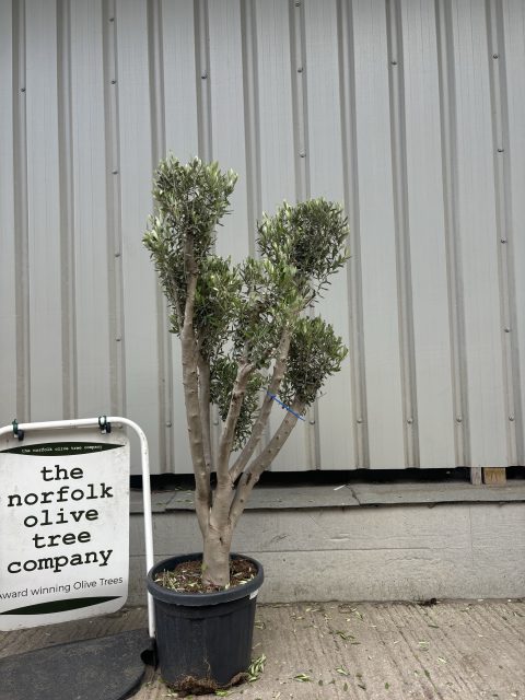 Multi-stem Olive tree