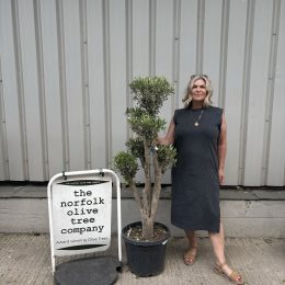 Multi-stem Olive tree