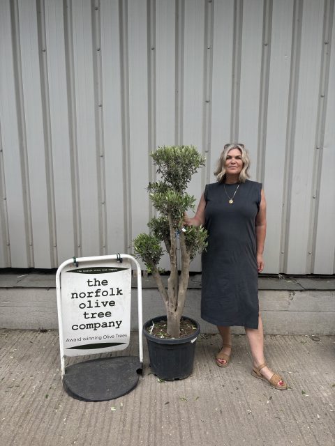 Multi-stem Olive tree
