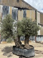 Gnarled Olive Tree