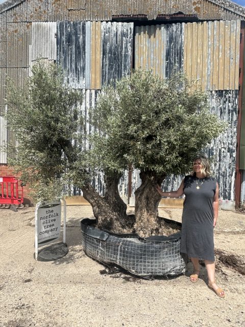 Gnarled Olive Tree