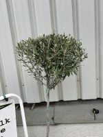 Hojiblanca Olive tree