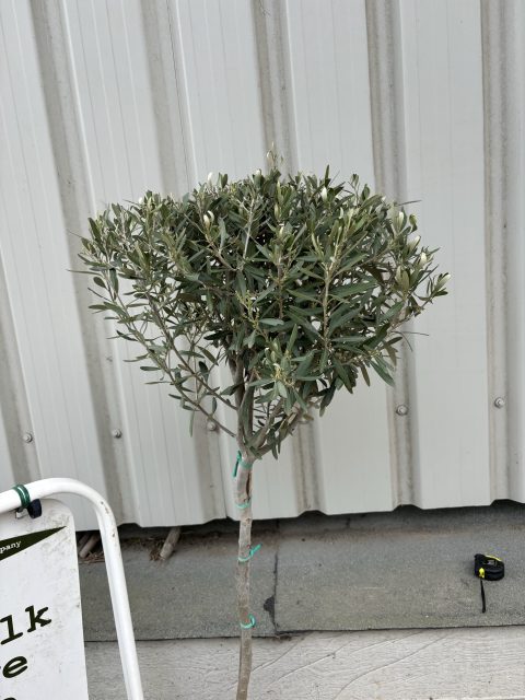 Hojiblanca Olive tree