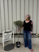 Hojiblanca Olive tree