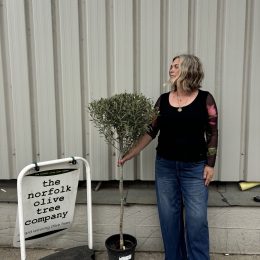 Hojiblanca Olive tree