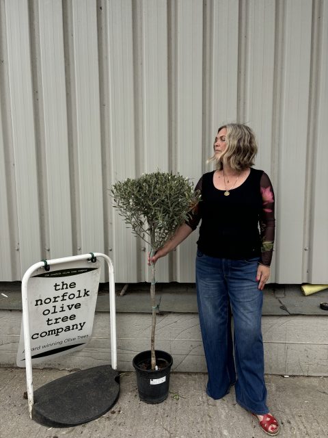 Hojiblanca Olive tree