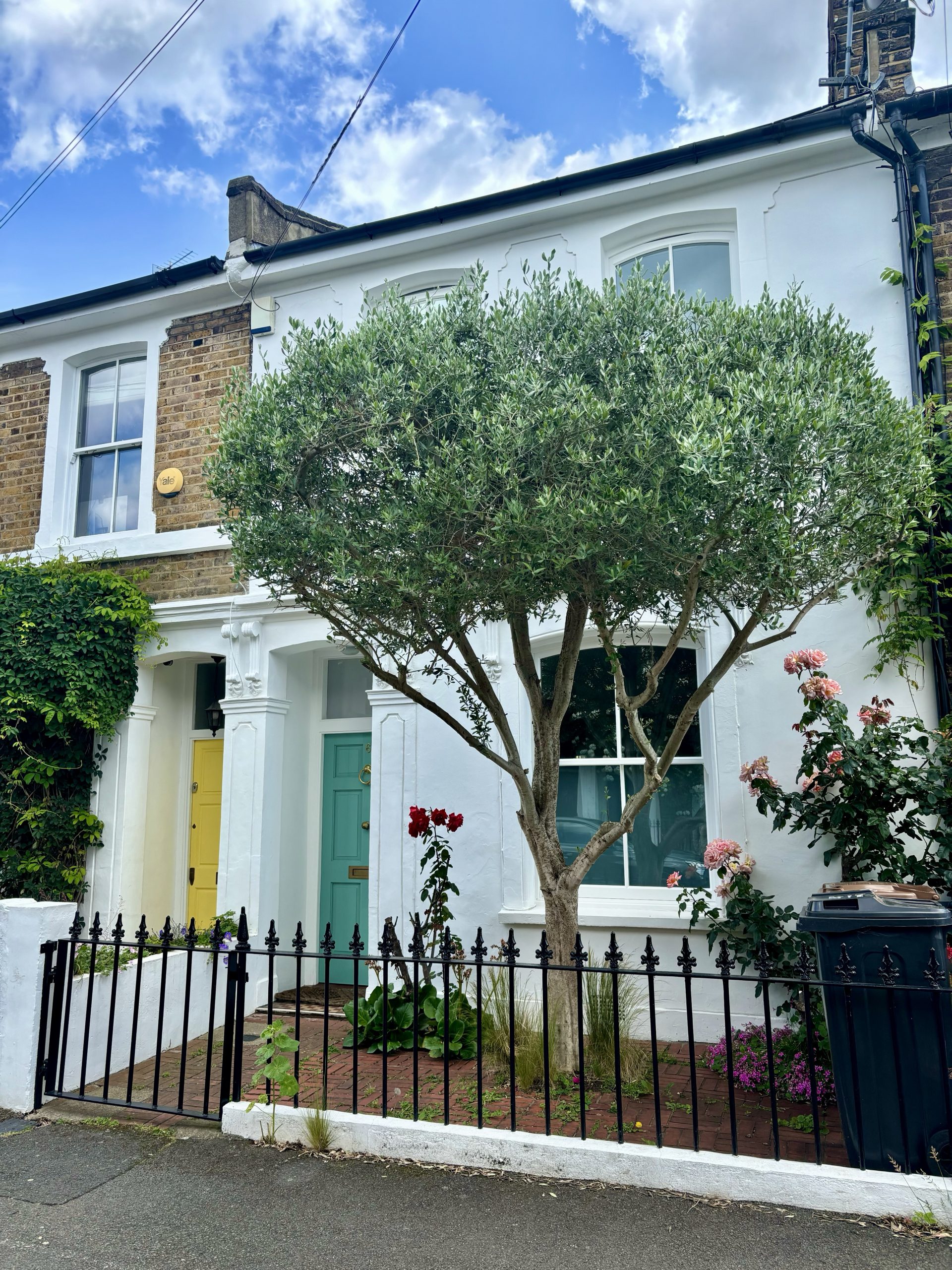 Olive trees London