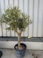Vase shaped Olive tree