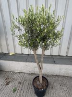 Multi-stem Olive tree