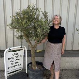 Vase shaped Olive tree