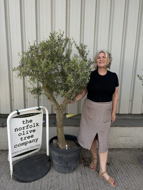 Vase shaped Olive tree