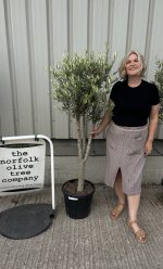 Multi-stem Olive tree